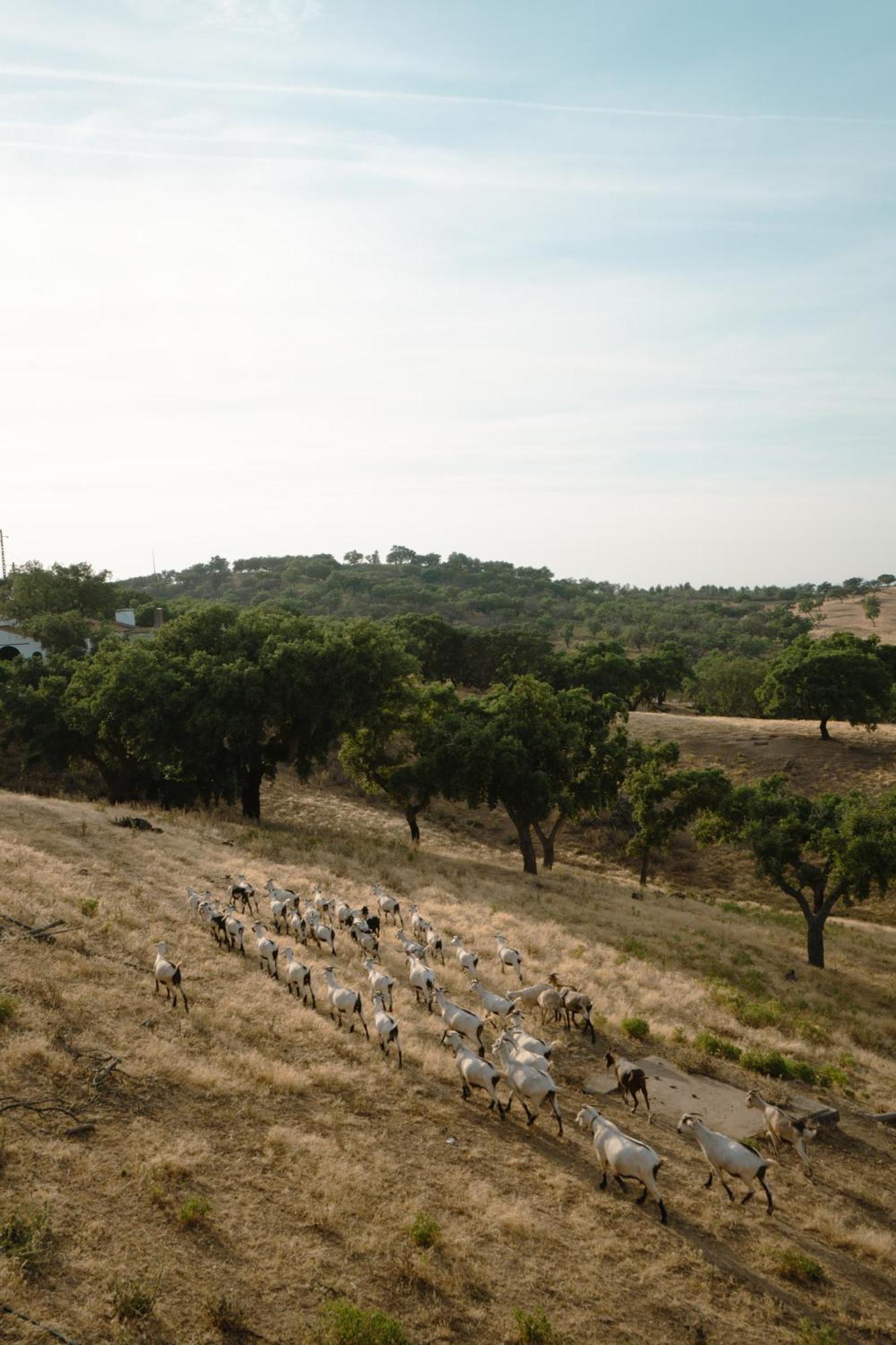 Herdade Vale De Cabras Portel Exterior foto